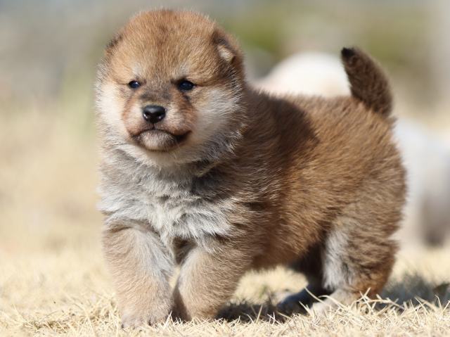 FP5A8822-puppy FP5A8822-puppy