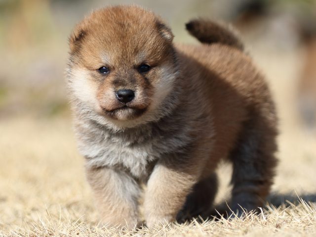 FP5A8901-puppy FP5A8901-puppy