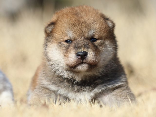 FP5A8907-puppy FP5A8907-puppy