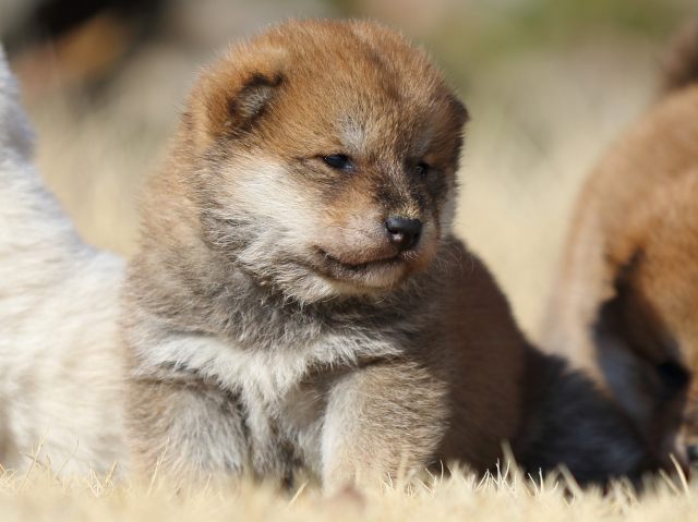 FP5A8922-puppy FP5A8922-puppy