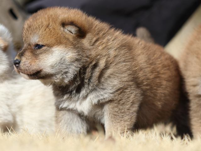 FP5A8925-puppy FP5A8925-puppy
