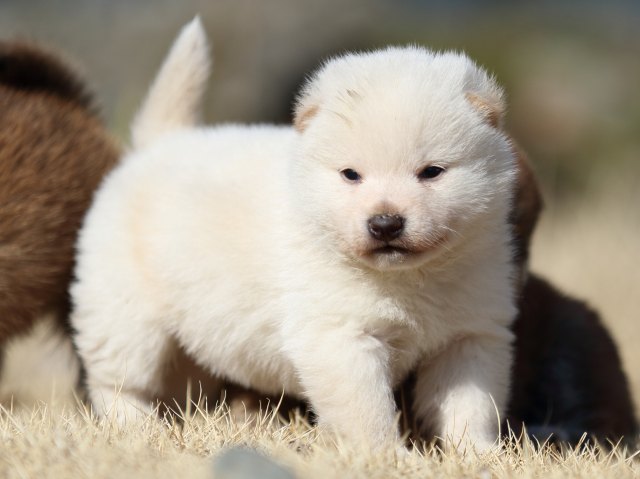 FP5A8946-puppy FP5A8946-puppy