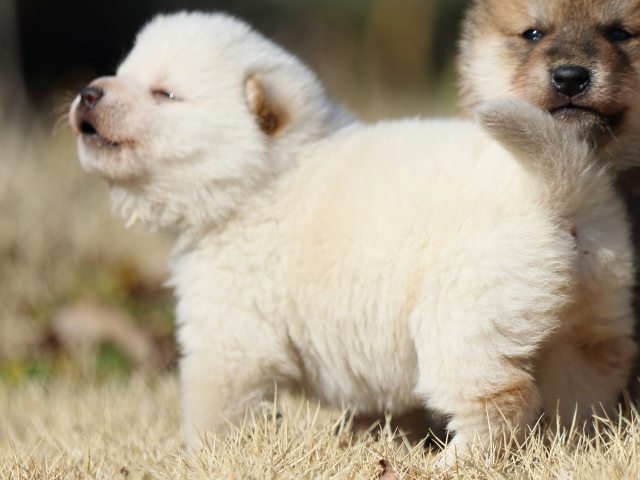 FP5A8947-puppy FP5A8947-puppy