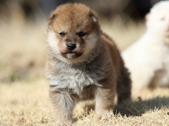 FP5A8957-puppy FP5A8957-puppy