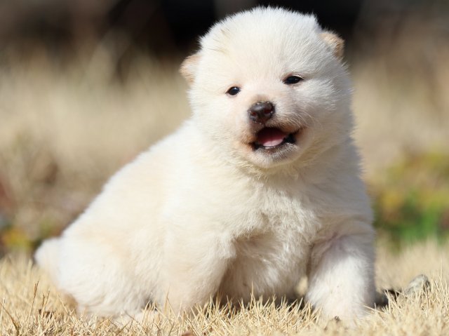 FP5A8967-puppy FP5A8967-puppy