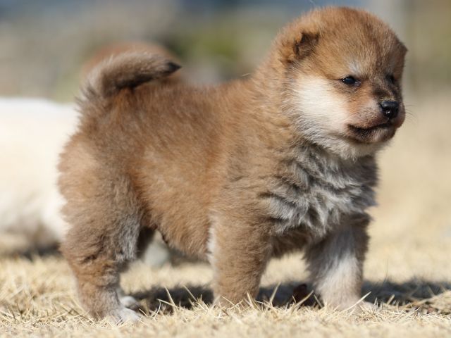 FP5A8974-puppy FP5A8974-puppy