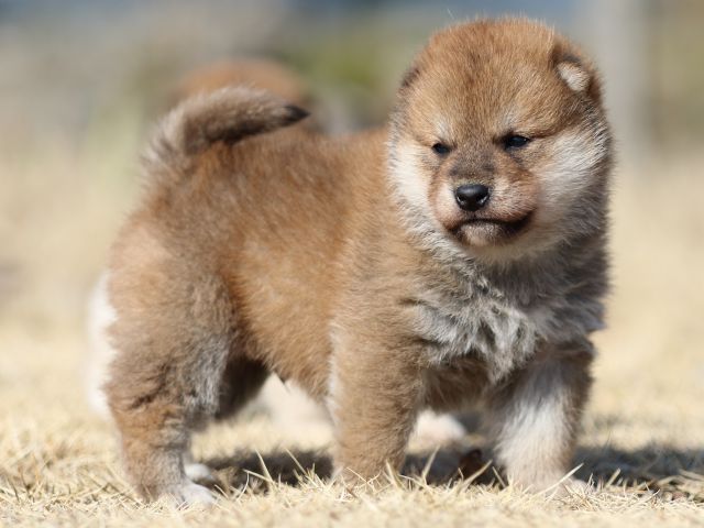 FP5A8980-puppy FP5A8980-puppy