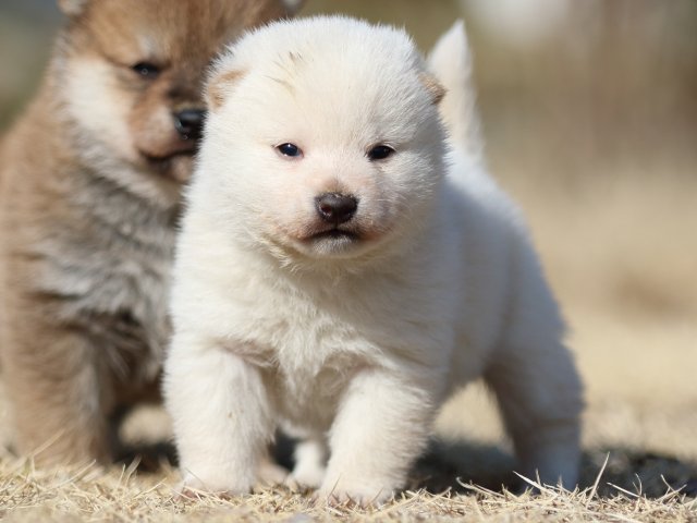 FP5A8991-puppy FP5A8991-puppy