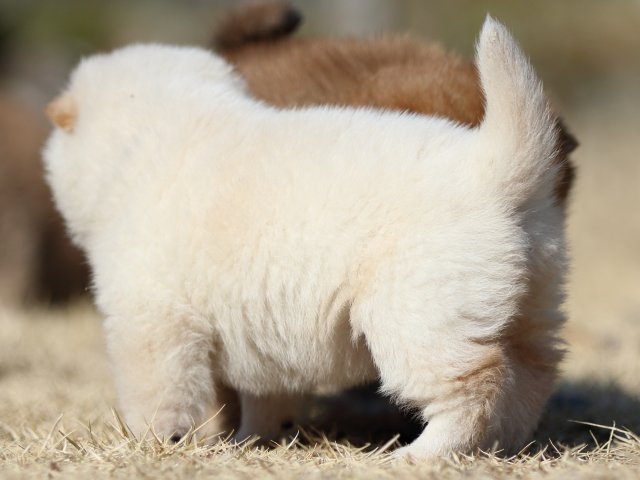 FP5A9003-puppy FP5A9003-puppy