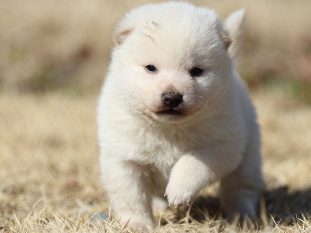 FP5A9008-puppy FP5A9008-puppy