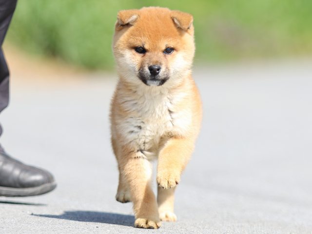 FP5A9024-puppy FP5A9024-puppy