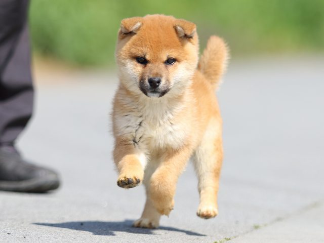 FP5A9028-puppy FP5A9028-puppy