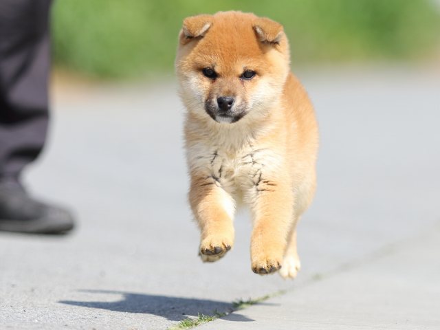 FP5A9030-puppy FP5A9030-puppy