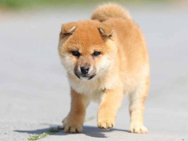 FP5A9032-puppy FP5A9032-puppy