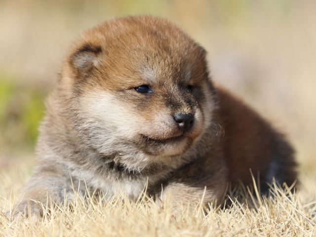 FP5A9038-puppy FP5A9038-puppy