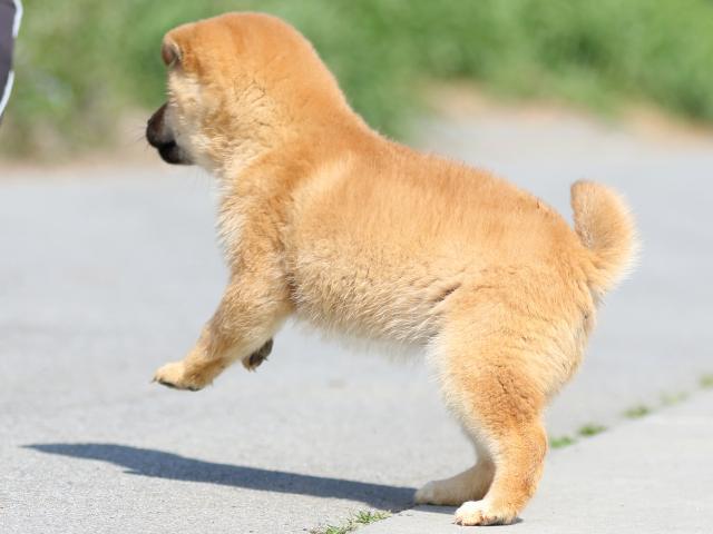 FP5A9040-puppy FP5A9040-puppy
