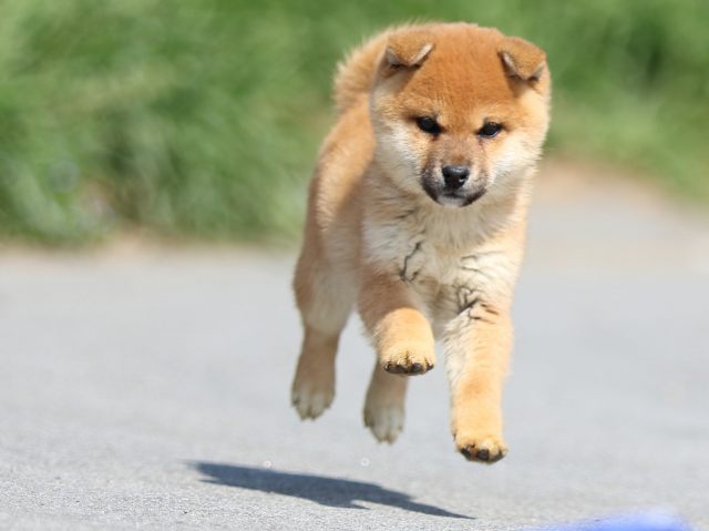 FP5A9068-puppy FP5A9068-puppy