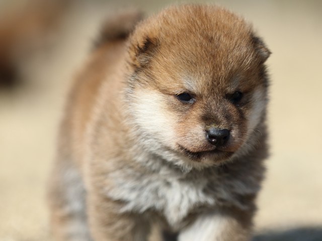FP5A9077-puppy FP5A9077-puppy