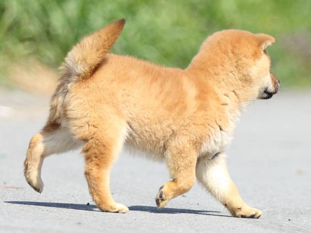 FP5A9086-puppy FP5A9086-puppy