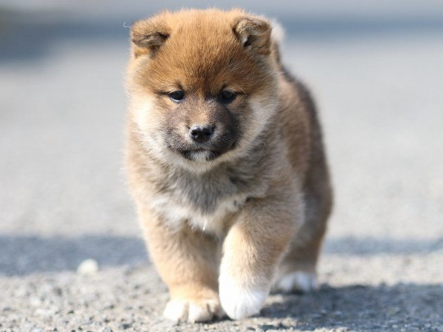 FP5A9135-puppy FP5A9135-puppy