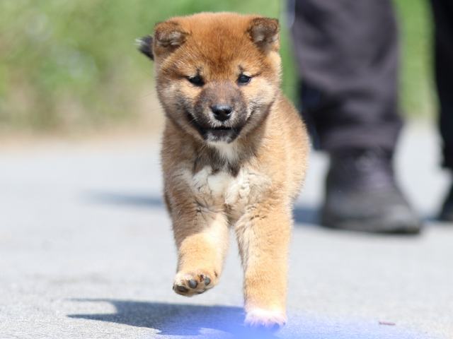 FP5A9163-puppy FP5A9163-puppy