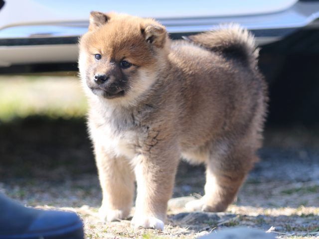 FP5A9164-puppy FP5A9164-puppy