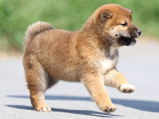 FP5A9197-puppy FP5A9197-puppy