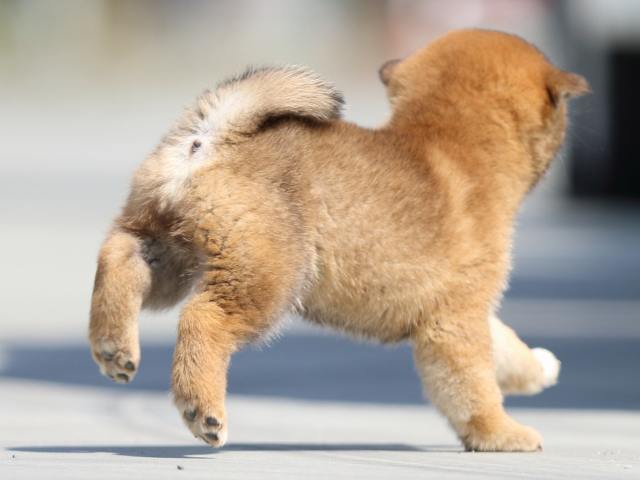 FP5A9206-puppy FP5A9206-puppy