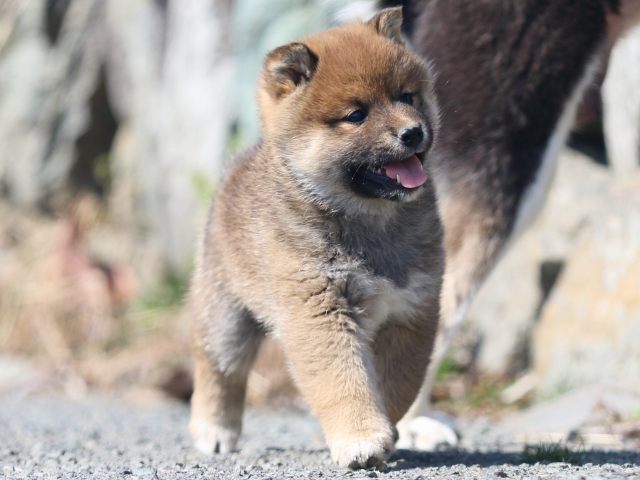 FP5A9210-puppy FP5A9210-puppy