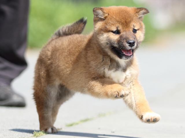 FP5A9216-puppy FP5A9216-puppy