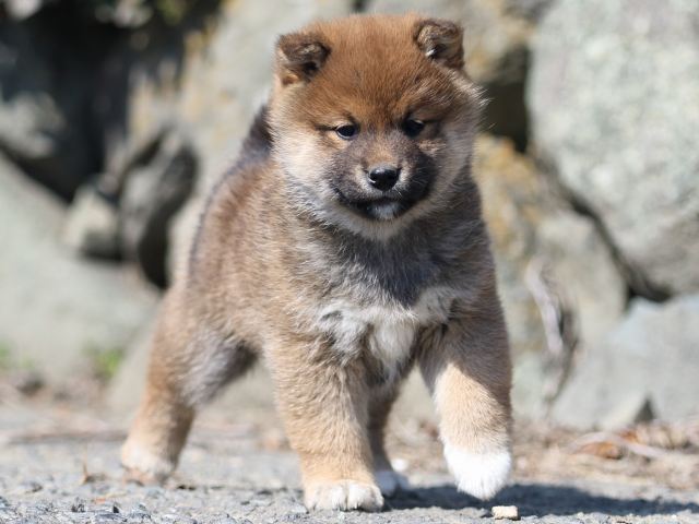 FP5A9217-puppy FP5A9217-puppy
