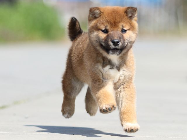 FP5A9220-puppy FP5A9220-puppy