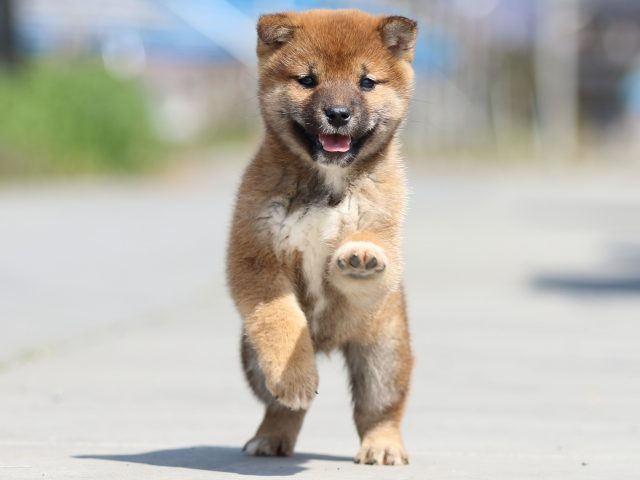 FP5A9222-puppy FP5A9222-puppy