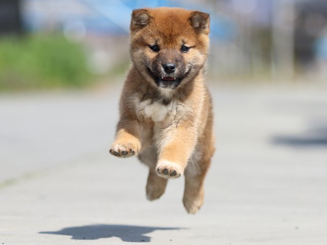FP5A9223-puppy FP5A9223-puppy