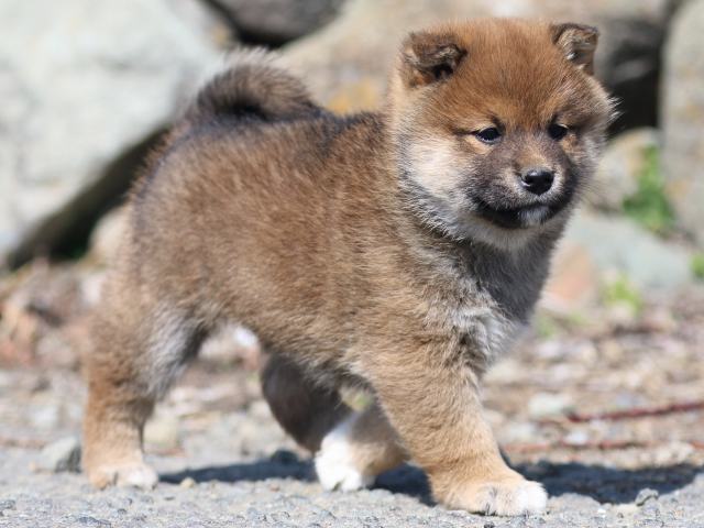 FP5A9224-puppy FP5A9224-puppy