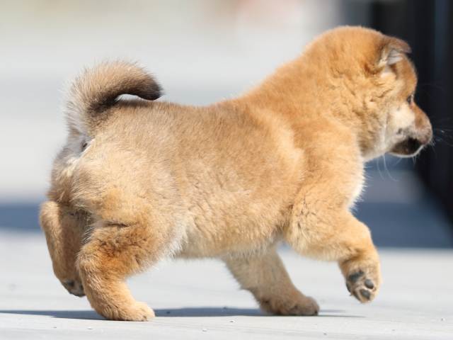 FP5A9279-puppy FP5A9279-puppy
