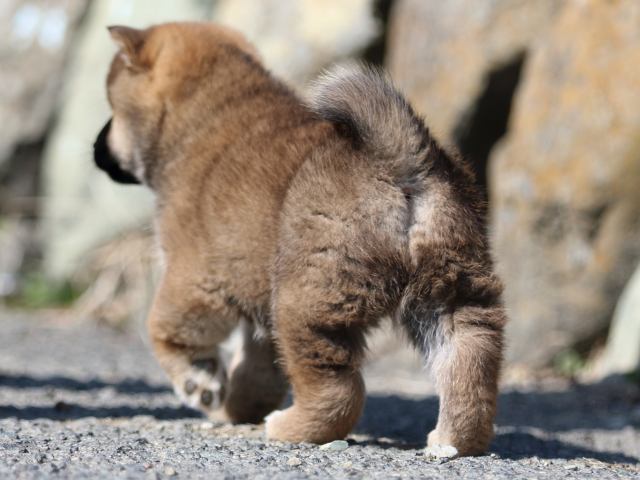 FP5A9285-puppy FP5A9285-puppy