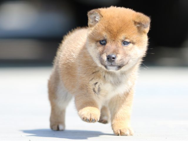 FP5A9286-puppy FP5A9286-puppy