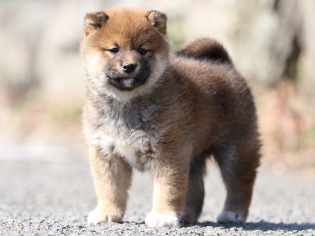 FP5A9290-puppy FP5A9290-puppy