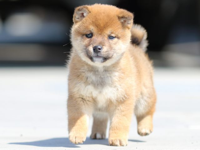 FP5A9293-puppy FP5A9293-puppy