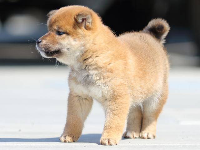 FP5A9297-puppy FP5A9297-puppy