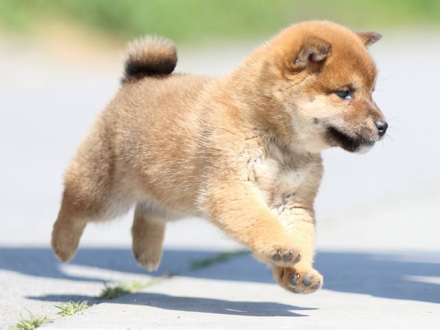 FP5A9319-puppy FP5A9319-puppy