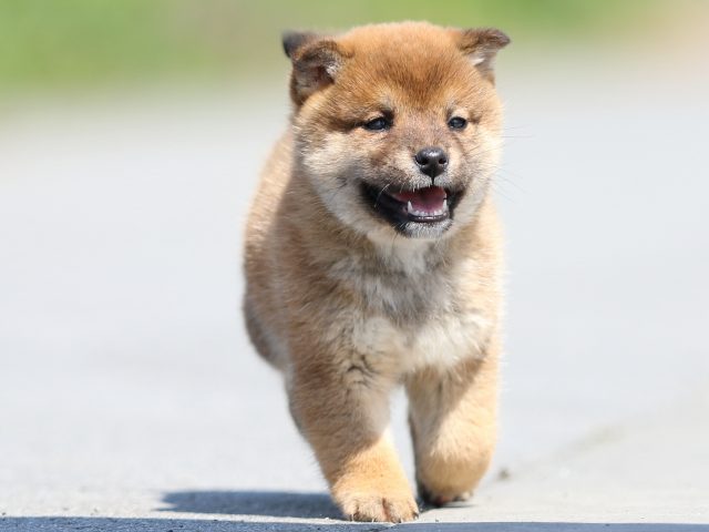 FP5A9384-puppy FP5A9384-puppy