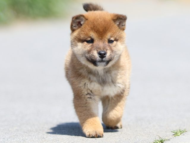 FP5A9403-puppy FP5A9403-puppy