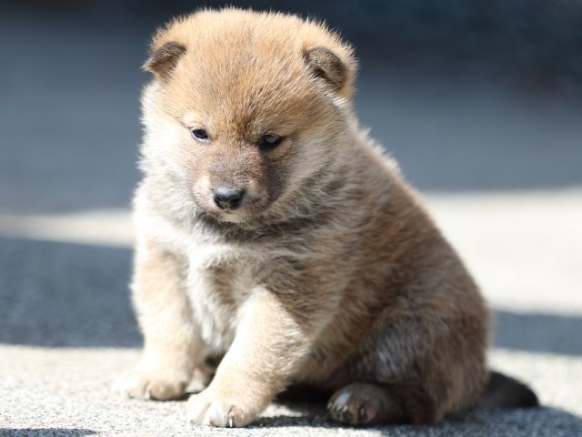 FP5A9416-puppy FP5A9416-puppy
