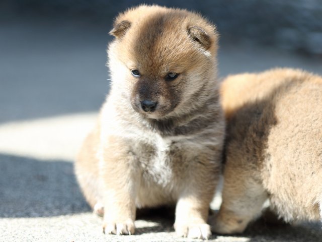 FP5A9438-puppy FP5A9438-puppy