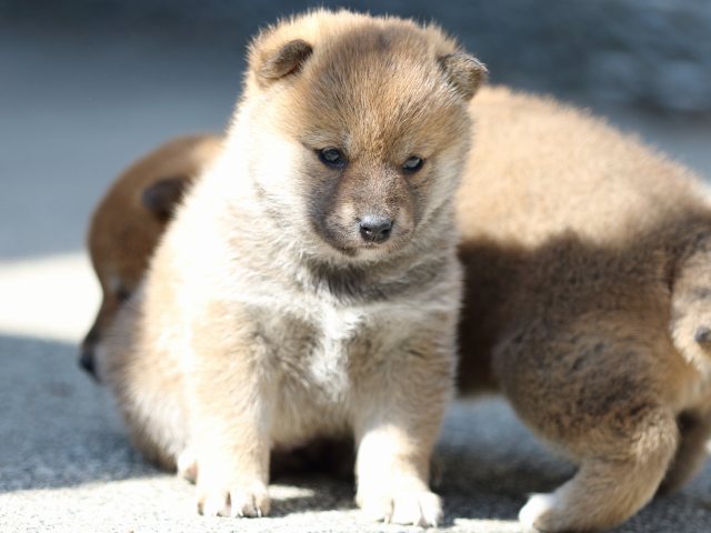 FP5A9446-puppy FP5A9446-puppy