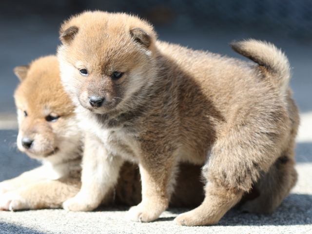FP5A9502-puppy FP5A9502-puppy
