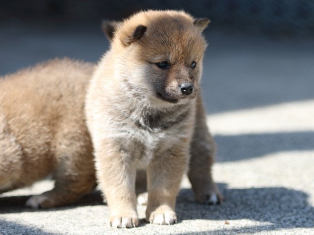 FP5A9508-puppy FP5A9508-puppy