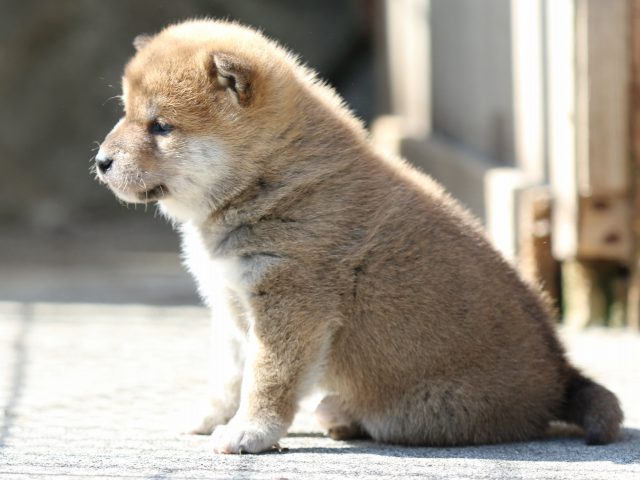 FP5A9516-puppy FP5A9516-puppy